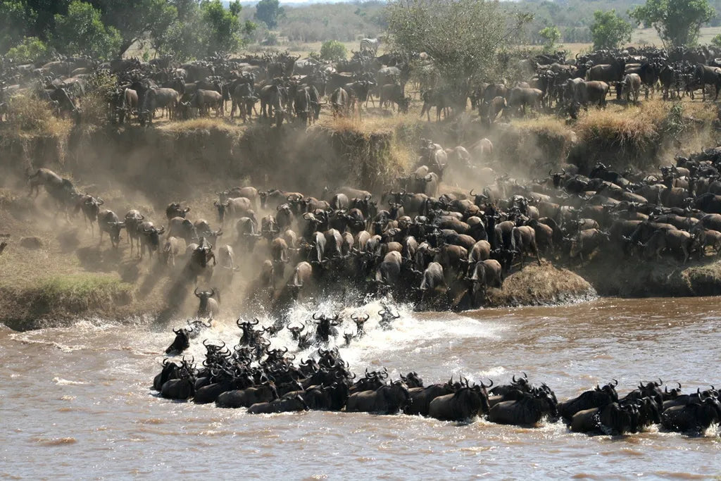 The Great Migration at Lamai Serengeti, Northern Serengeti, Tanzania.