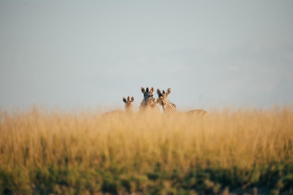 Game Drives  gallery image 4