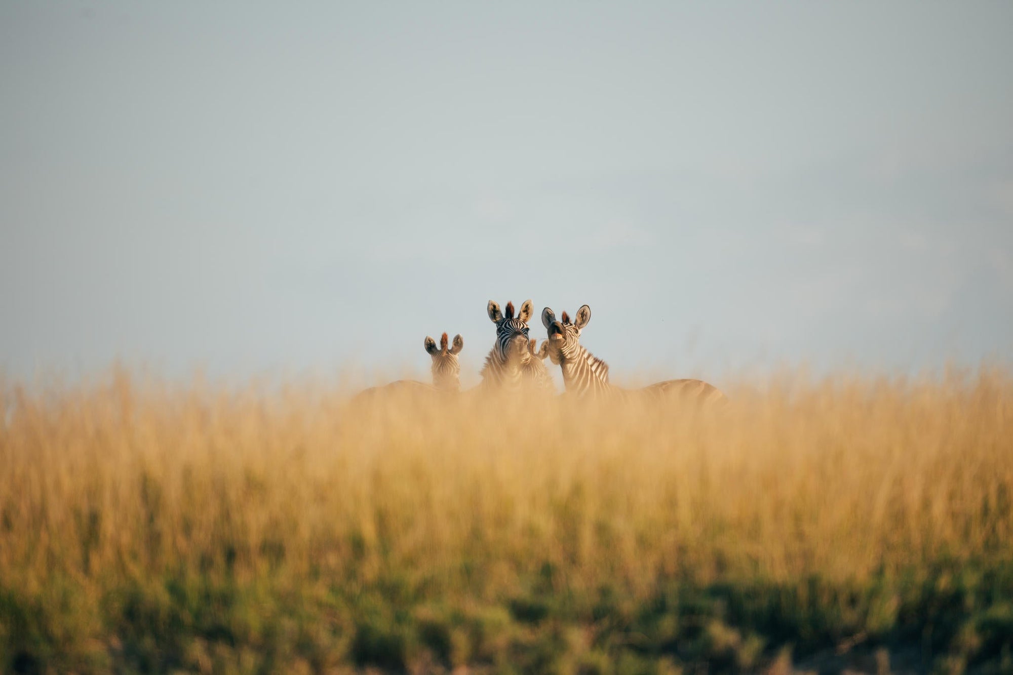 Game Drives  gallery image 4