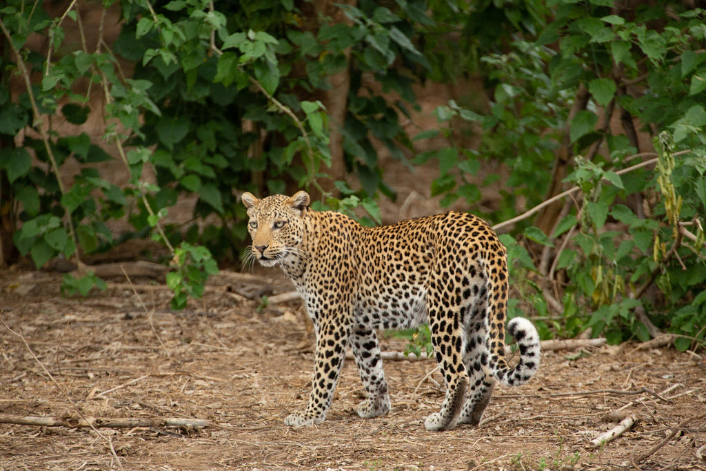 Game Drives gallery image 8
