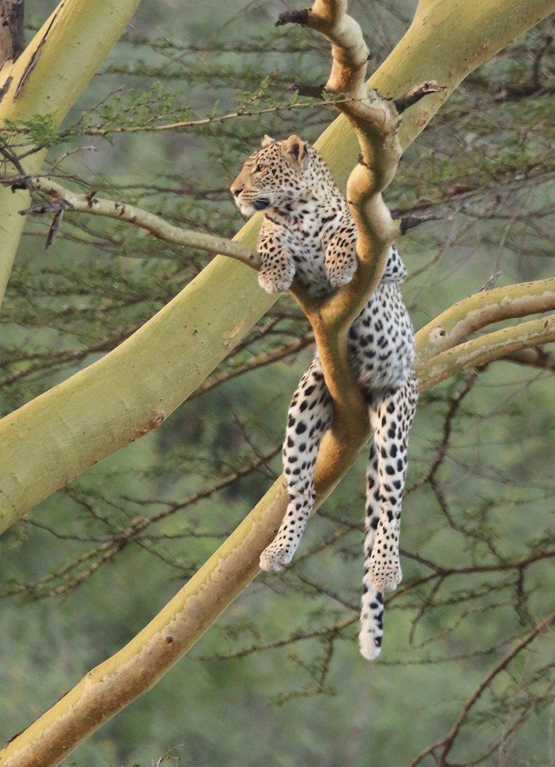 Game Drives gallery image 2