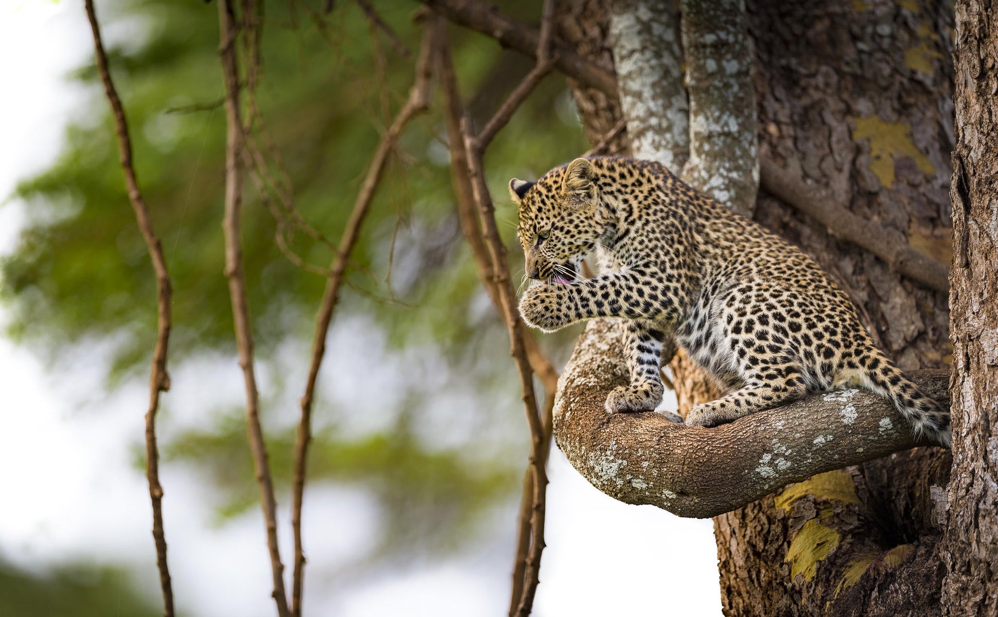 Day and Night Game Drives gallery image 8