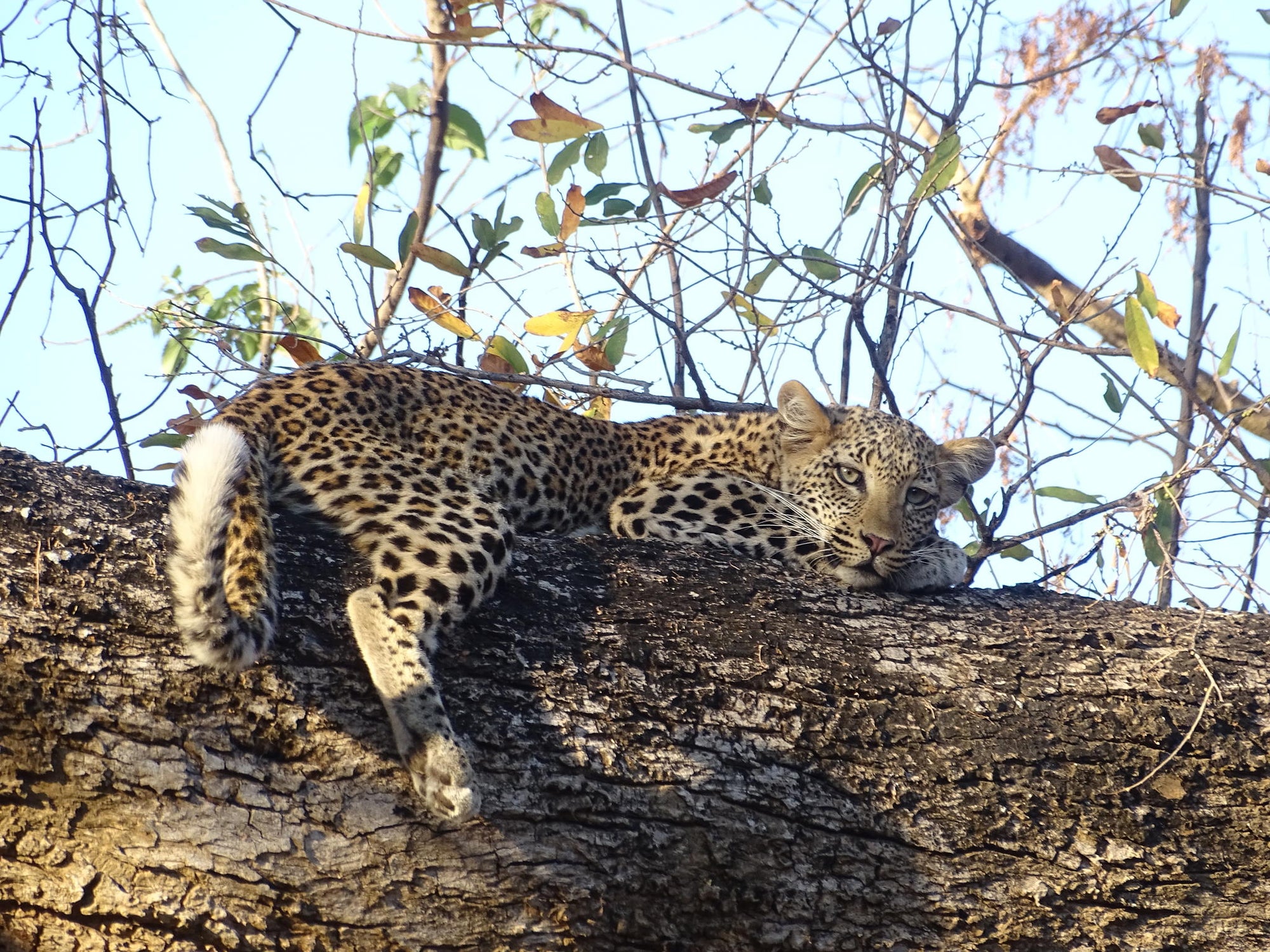 Game Drives gallery image 2