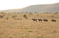 Camel and Horseback Safaris gallery image 1