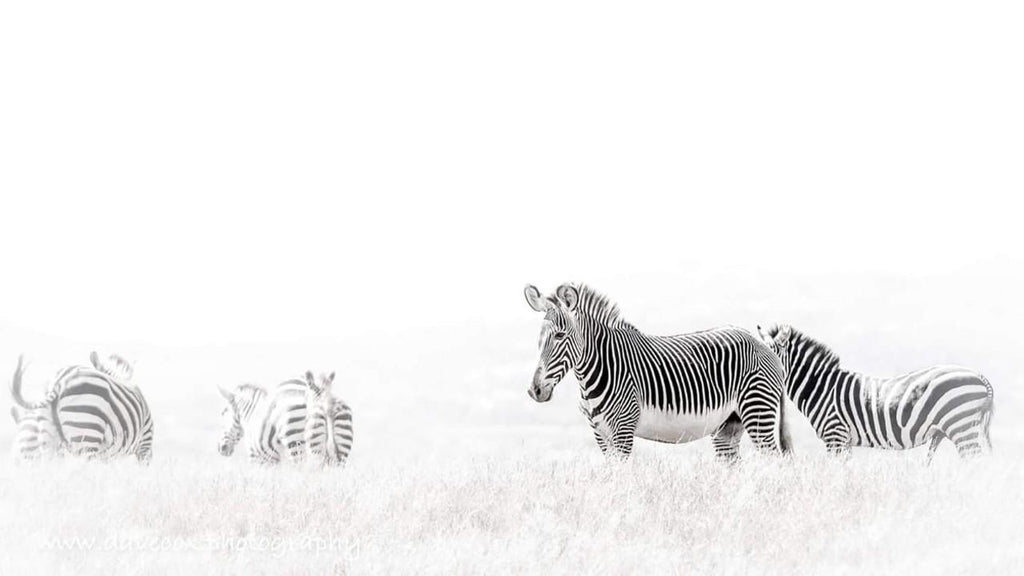 Day and Night Game Drives gallery image 7