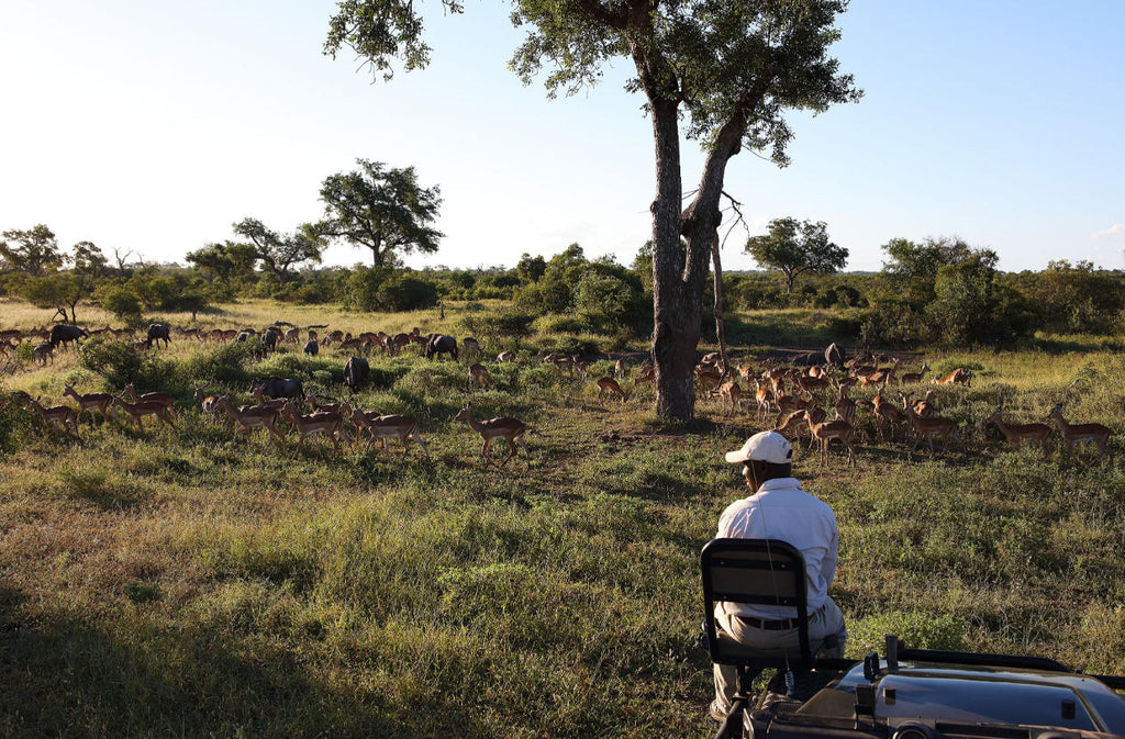 Game Drives  gallery image 2