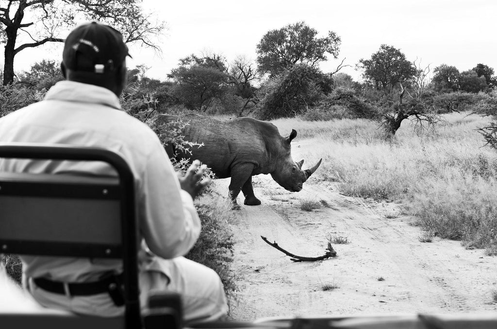 Game Drives  gallery image 20
