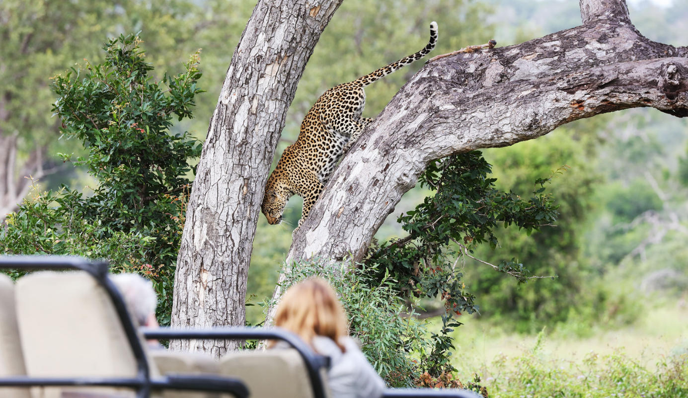 Game Drives  gallery image 4