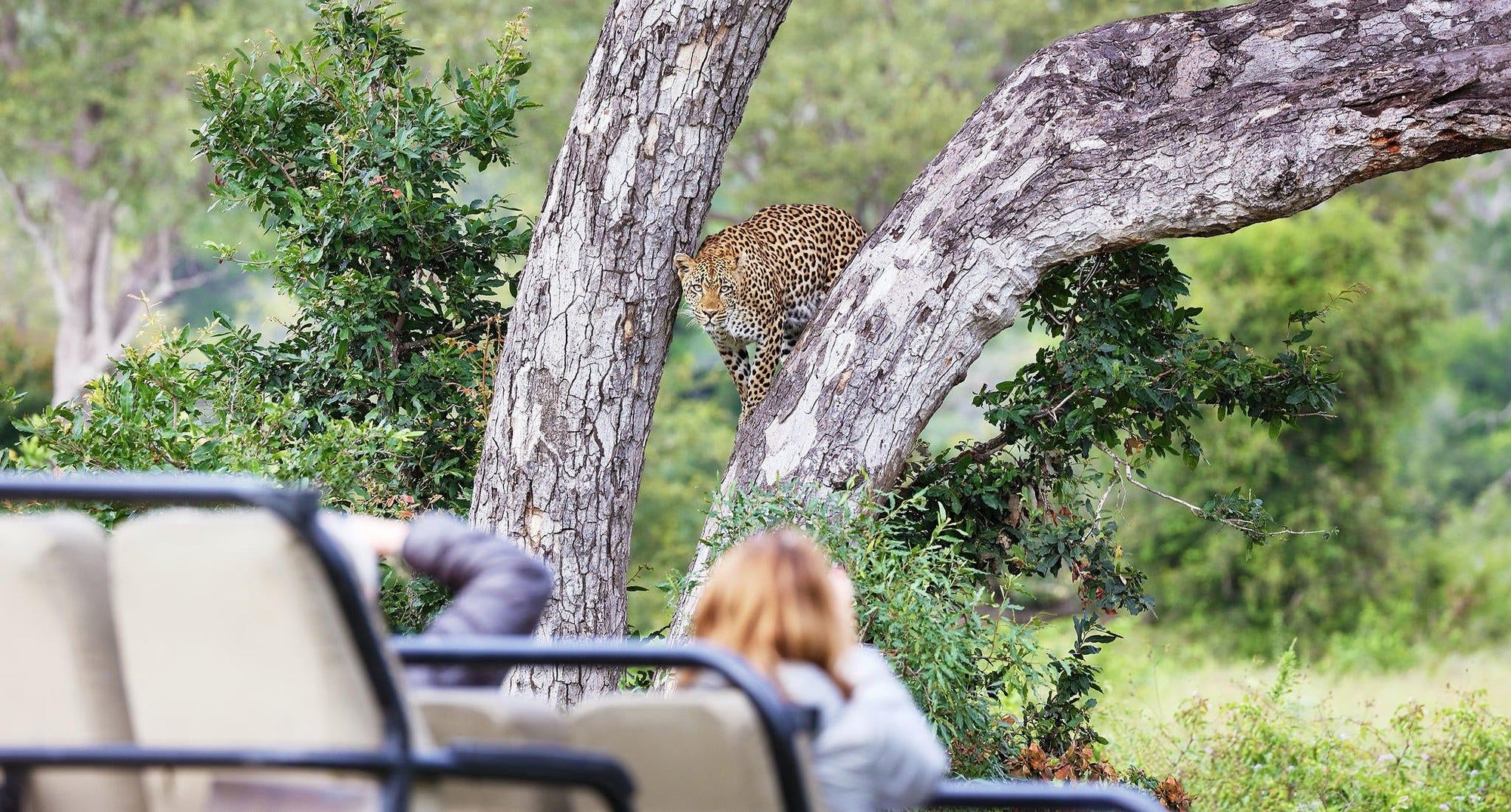 Game Drives  gallery image 15