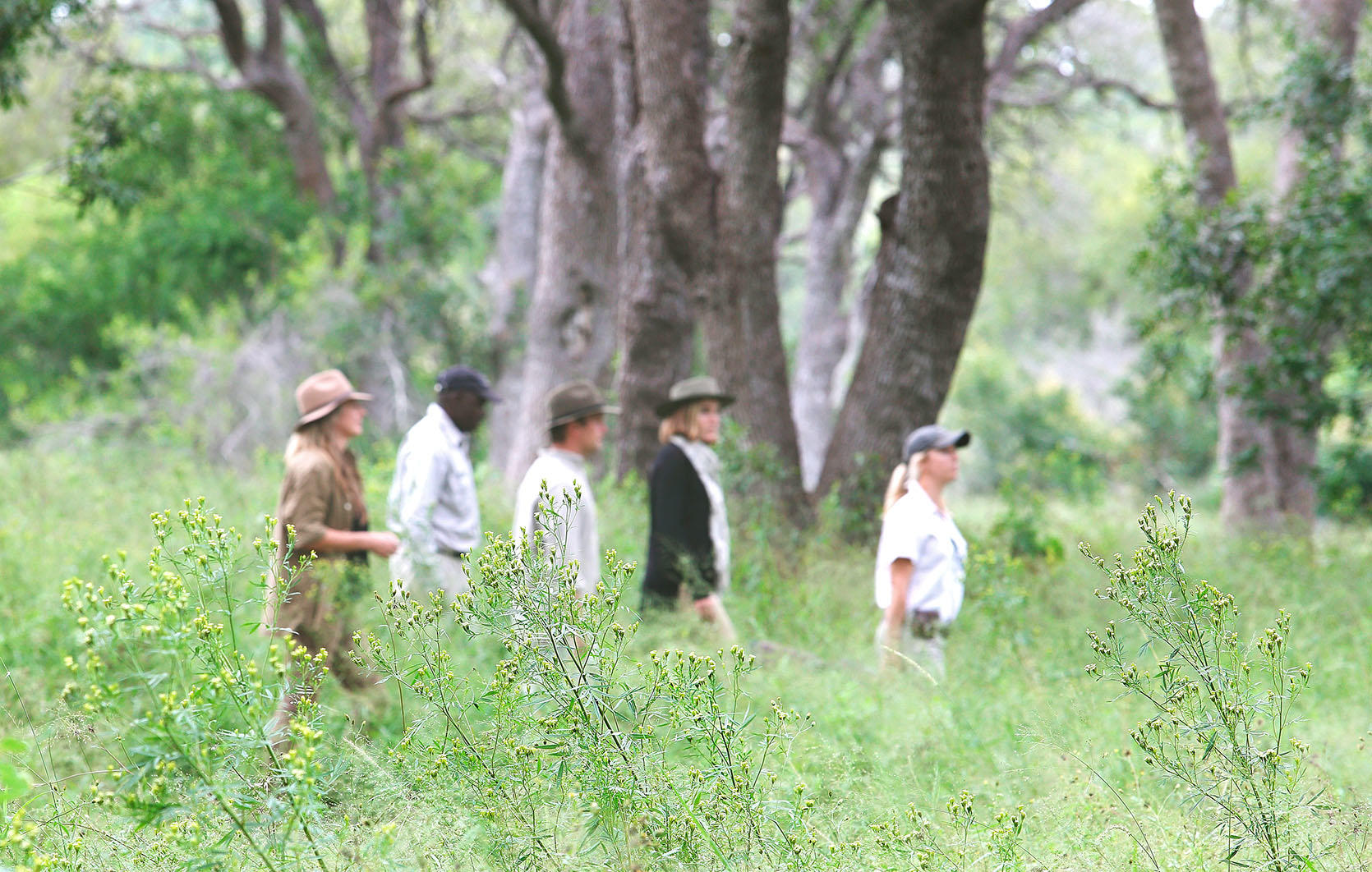 Bush Walks gallery image 3