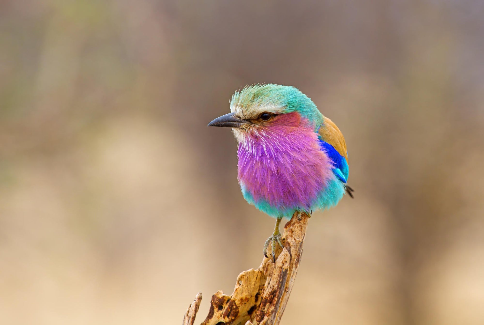 On-site Birding Opportunities (Bush & River) gallery image 5
