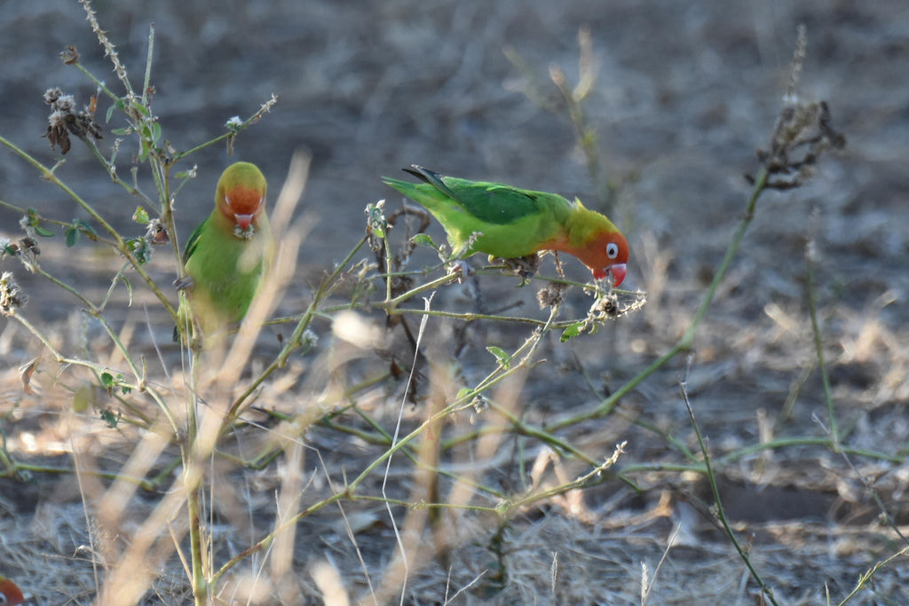 Birding gallery image 3