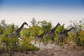 Walking Safaris gallery image 1