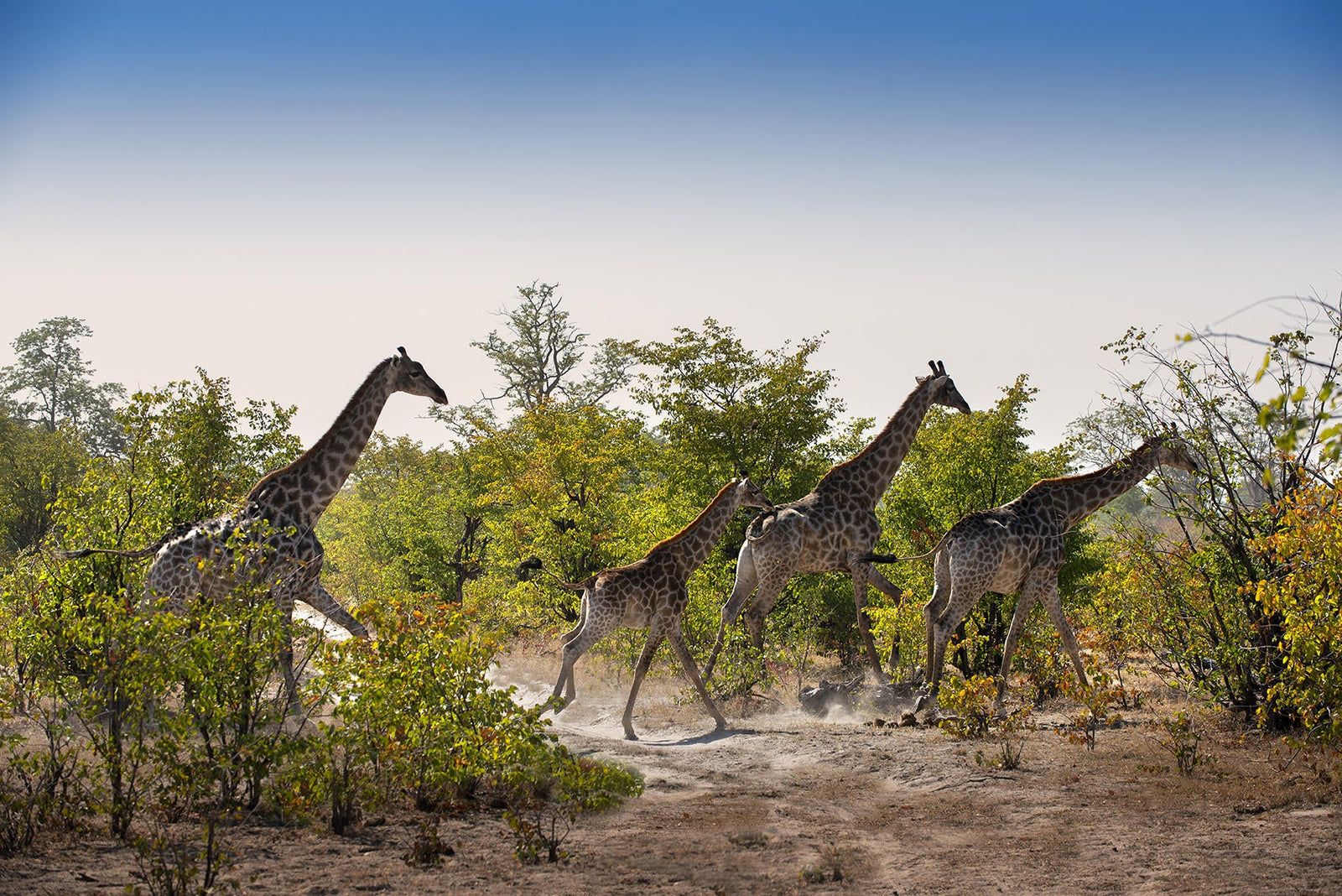 Walking Safaris