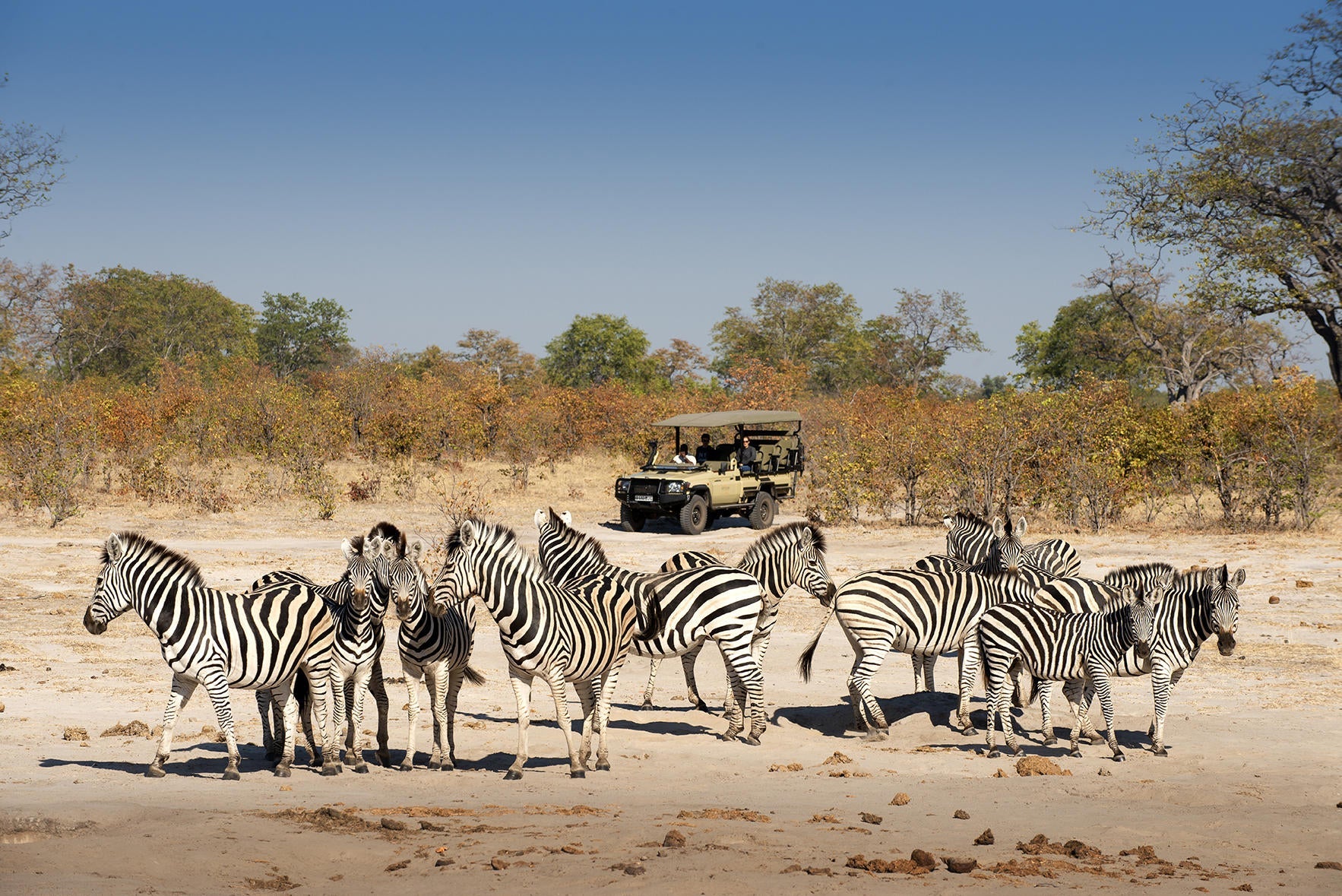 Game Drives gallery image 5