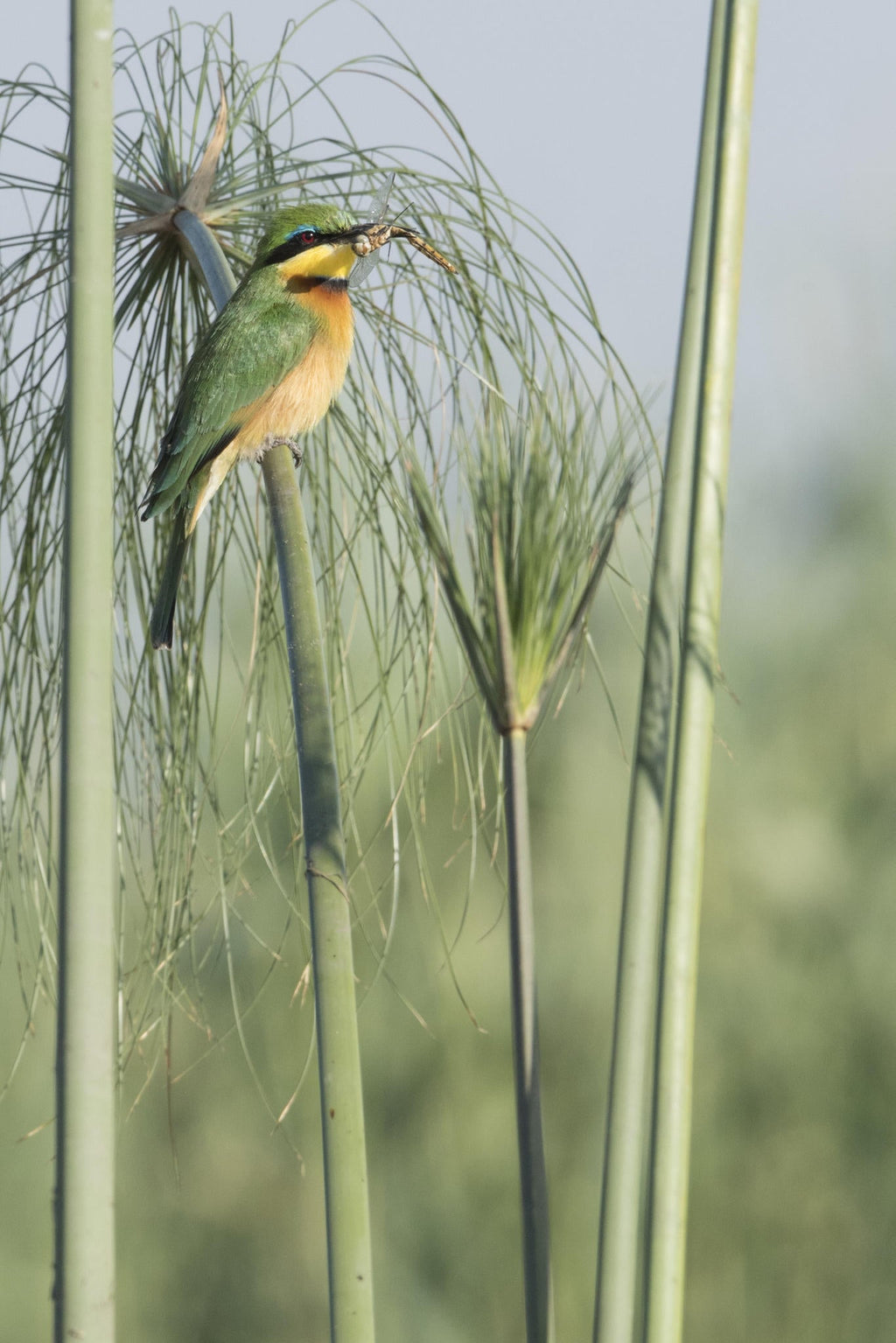 Seasonal birding gallery image 4