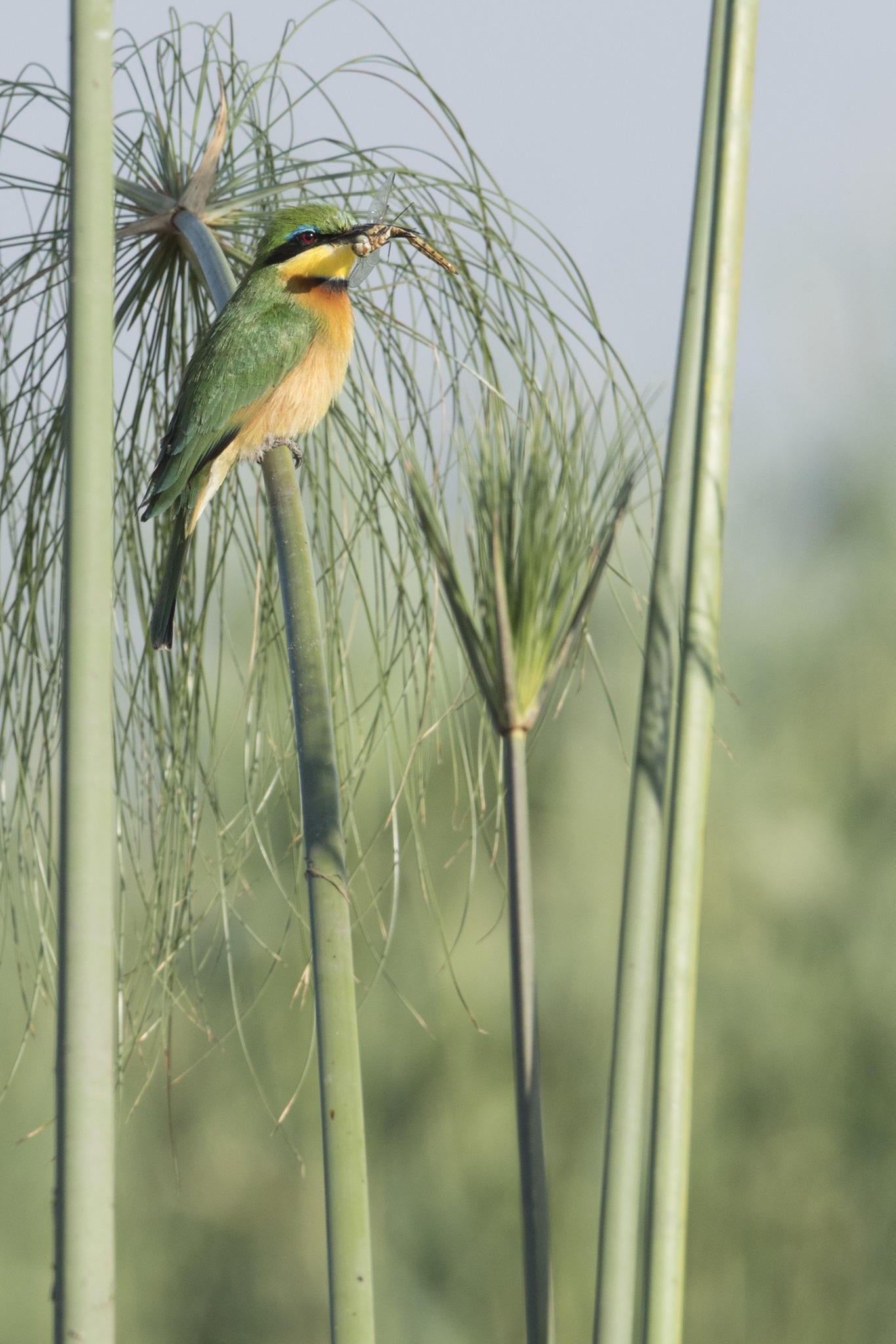 Seasonal birding gallery image 4