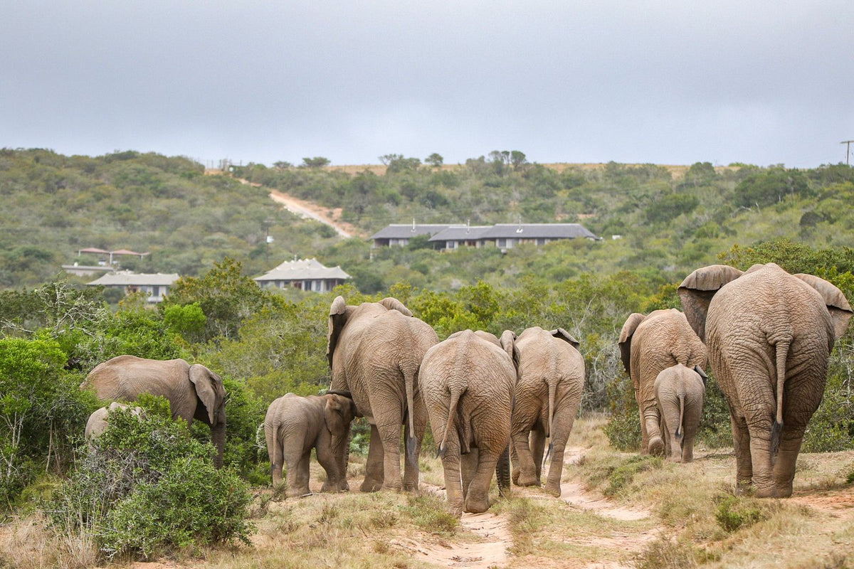 hlosi-game-lodge-on-amakhala-private-game-reserve