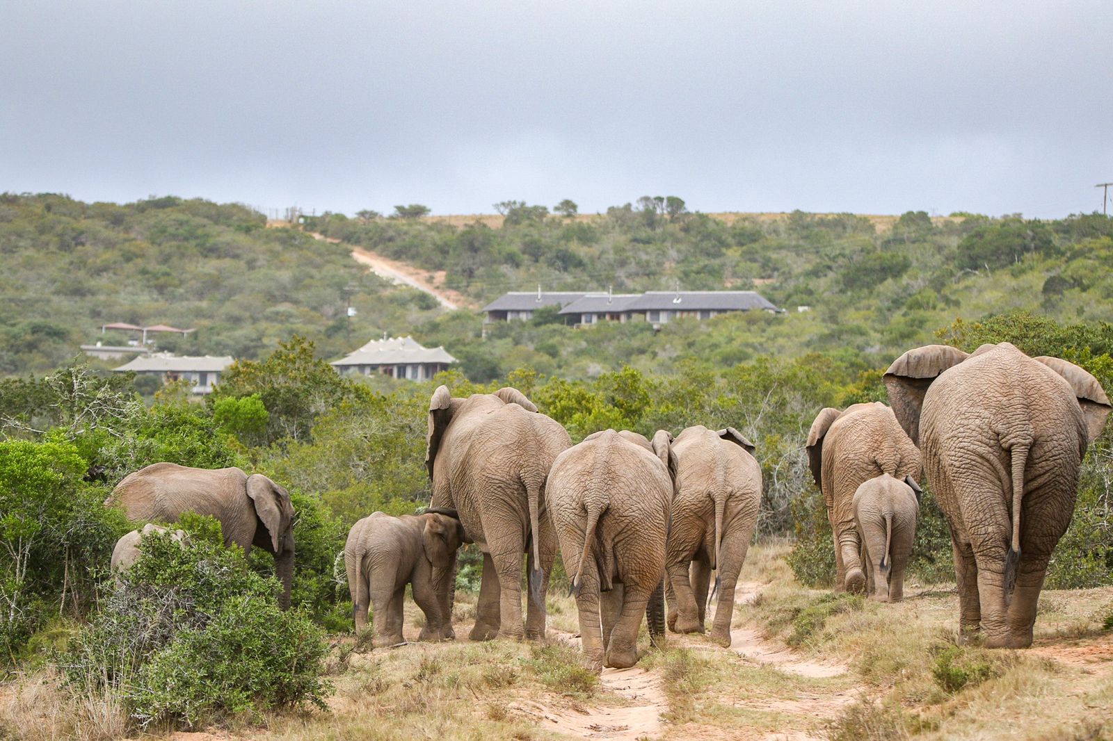 hlosi-game-lodge-on-amakhala-private-game-reserve