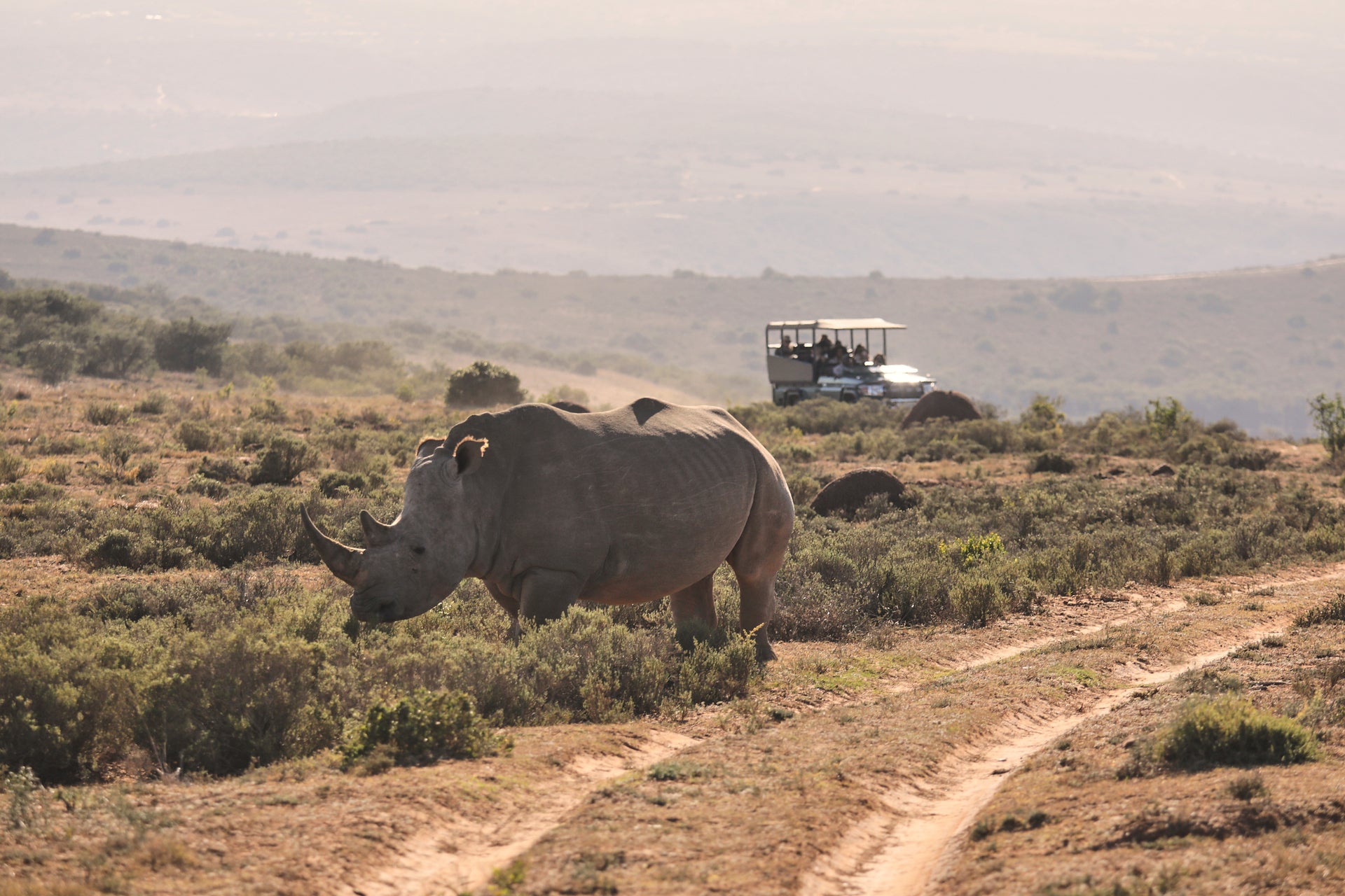 bukela-game-lodge-on-amakhala-private-game-reserve