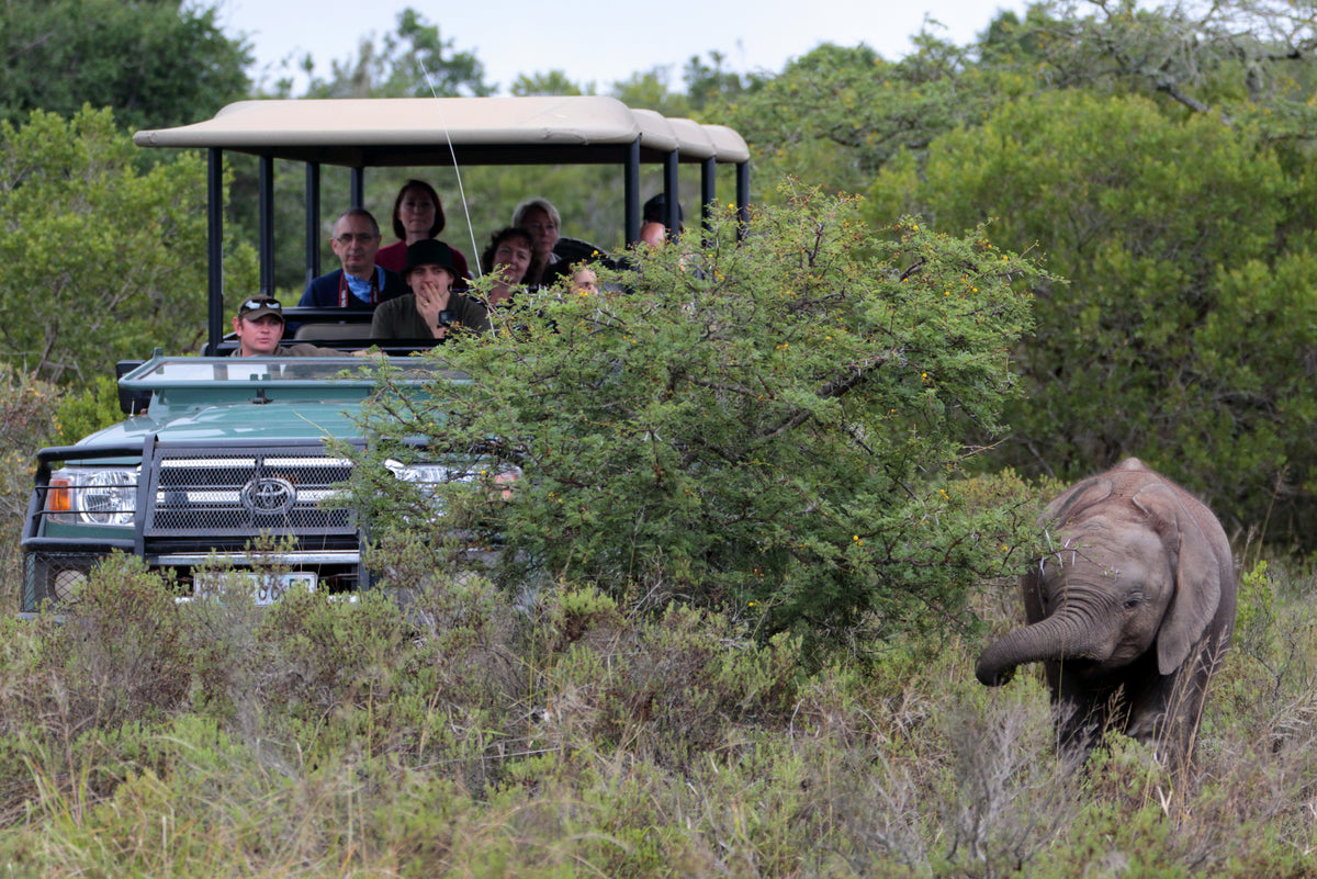 hlosi-game-lodge-on-amakhala-private-game-reserve