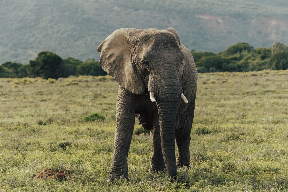 bukela-game-lodge-on-amakhala-private-game-reserve
