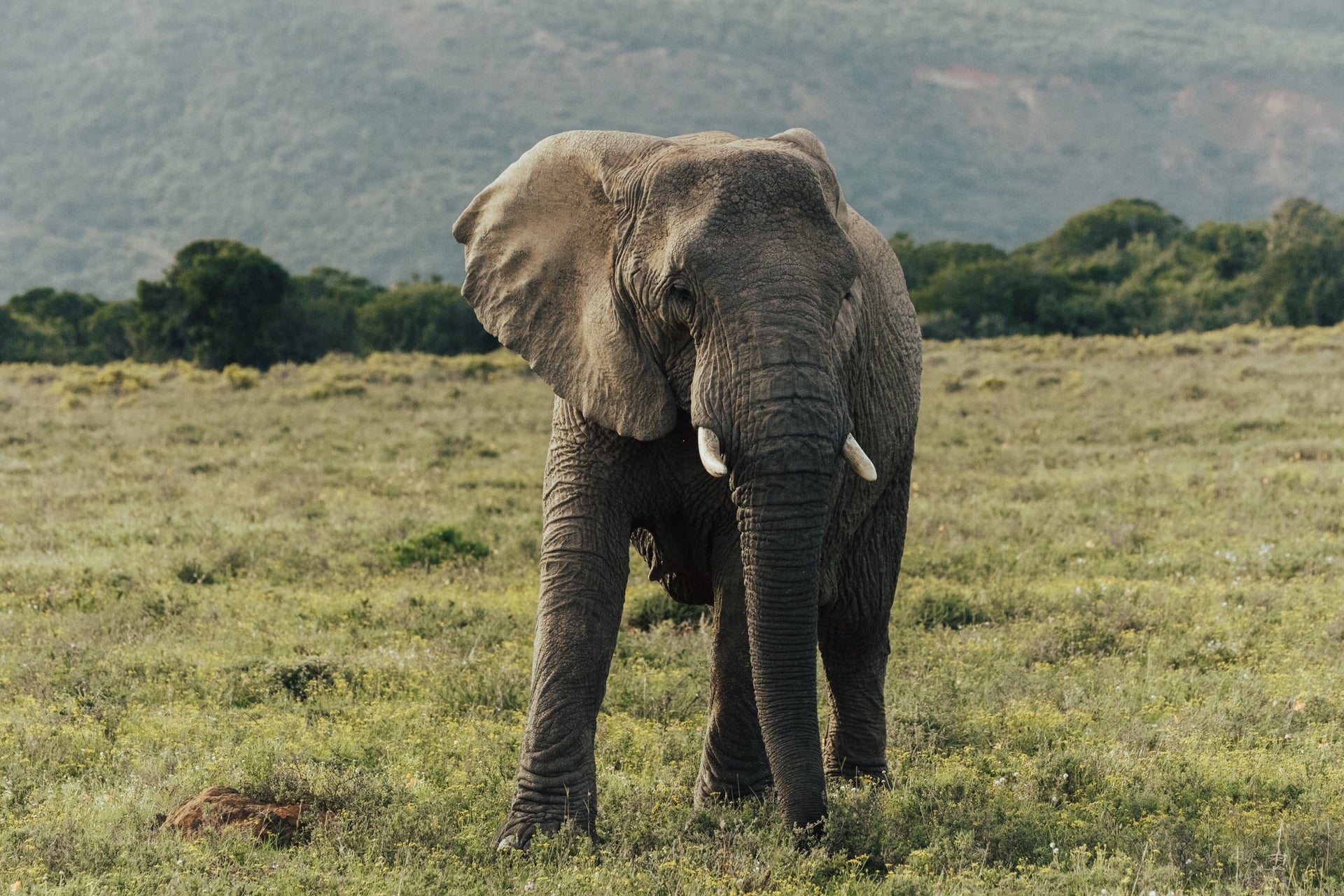 bukela-game-lodge-on-amakhala-private-game-reserve