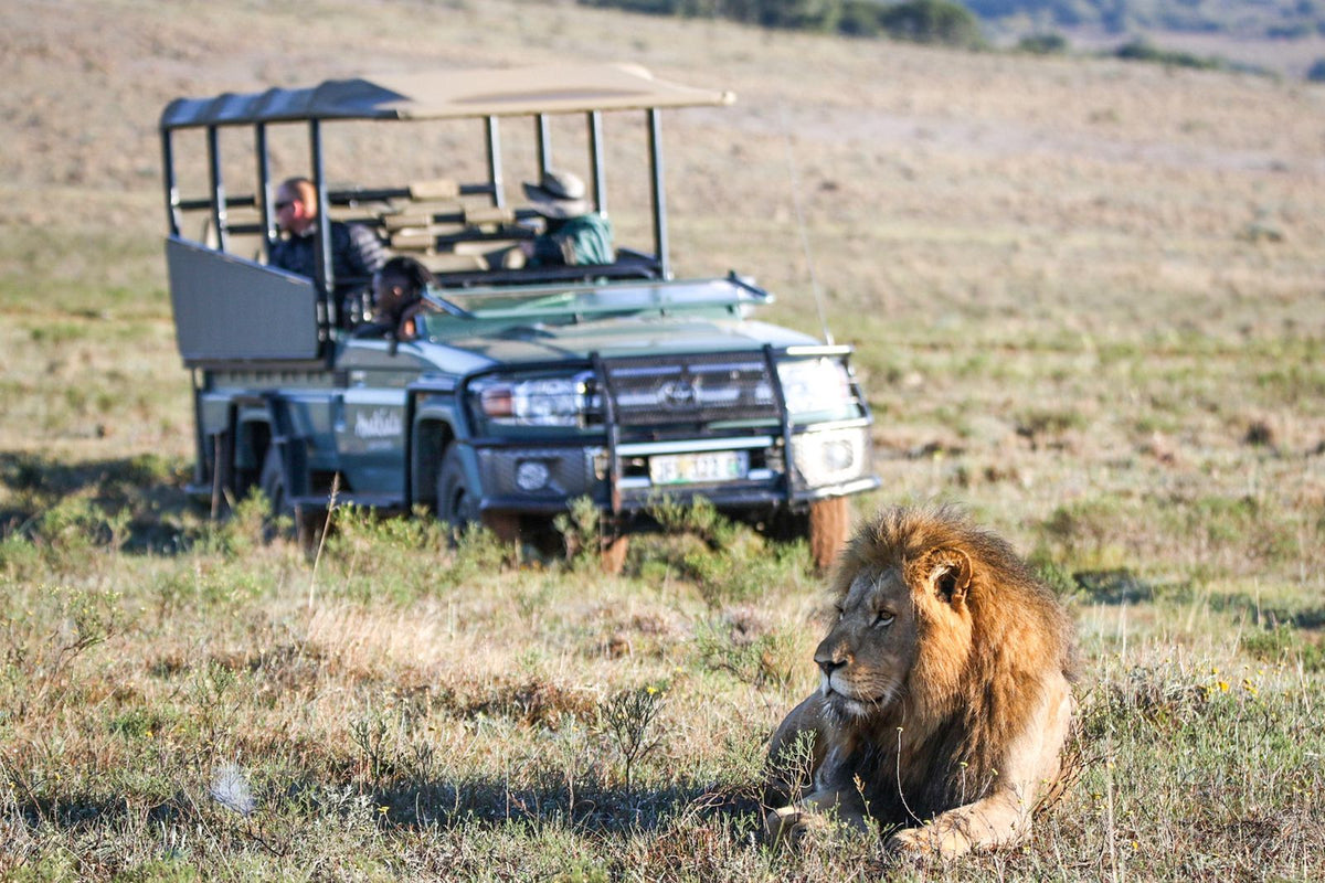 hlosi-game-lodge-on-amakhala-private-game-reserve