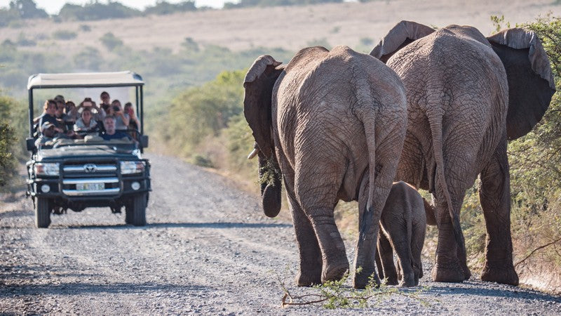 hlosi-game-lodge-on-amakhala-private-game-reserve