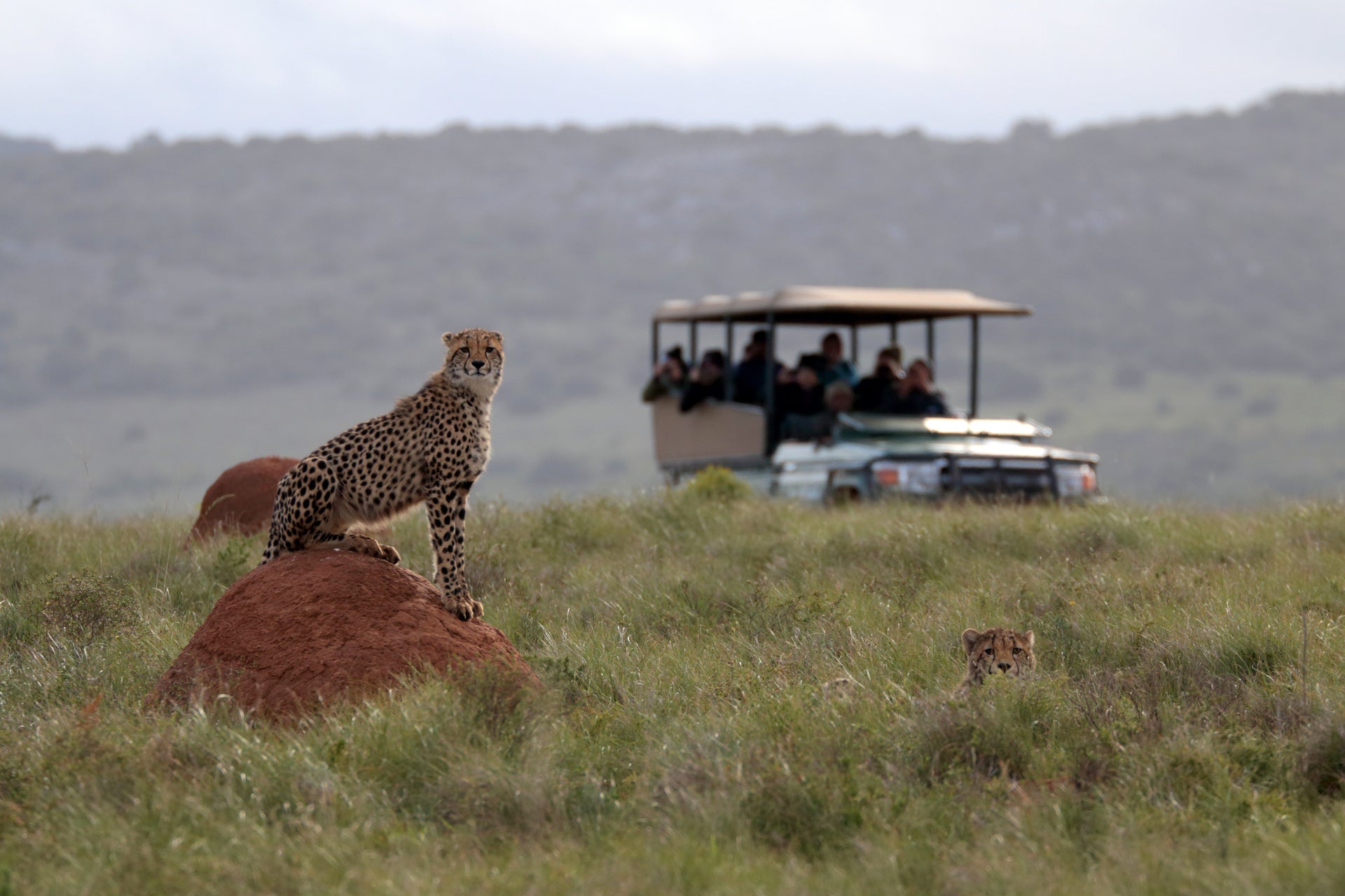 bukela-game-lodge-on-amakhala-private-game-reserve