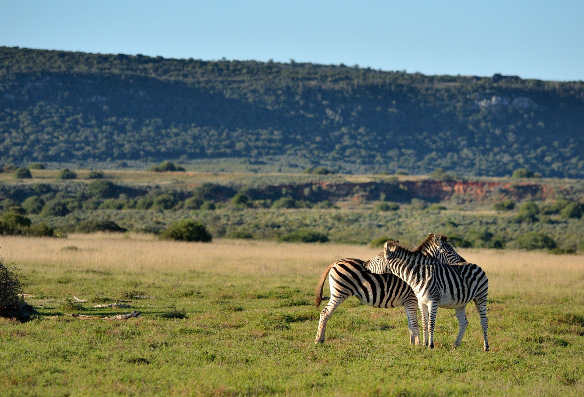 bukela-game-lodge-on-amakhala-private-game-reserve