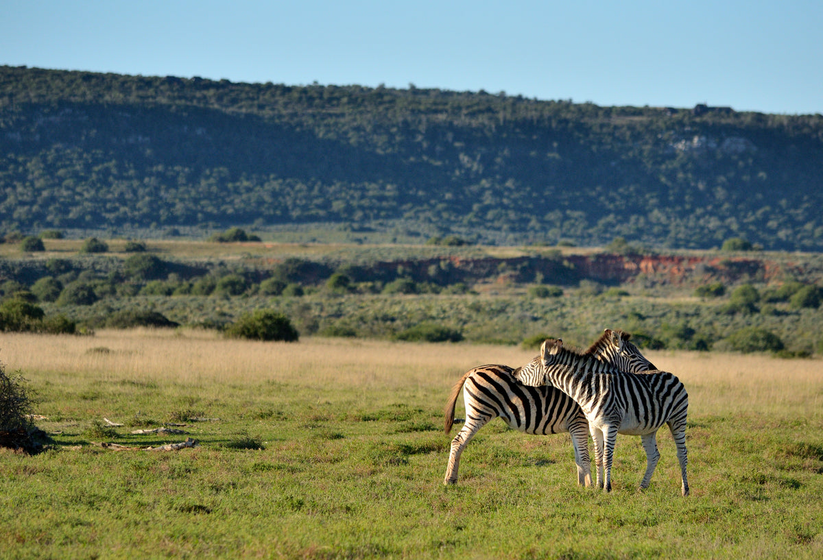 hlosi-game-lodge-on-amakhala-private-game-reserve