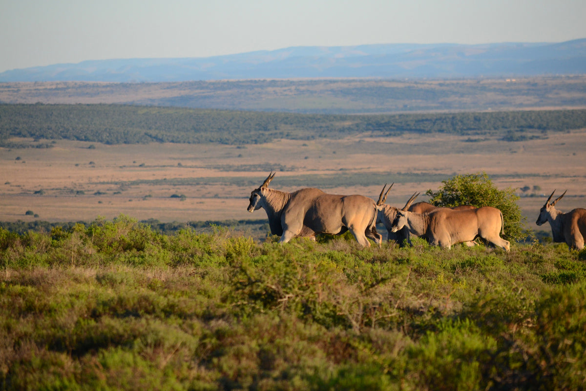 hlosi-game-lodge-on-amakhala-private-game-reserve