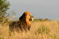 Lion Lights gallery image 1