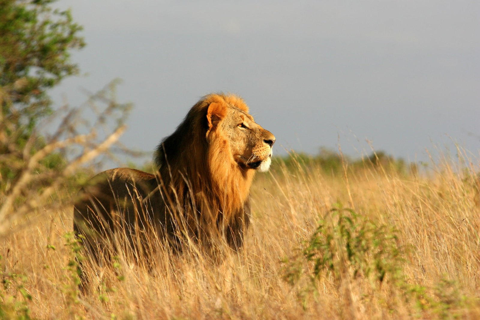 Lion Lights