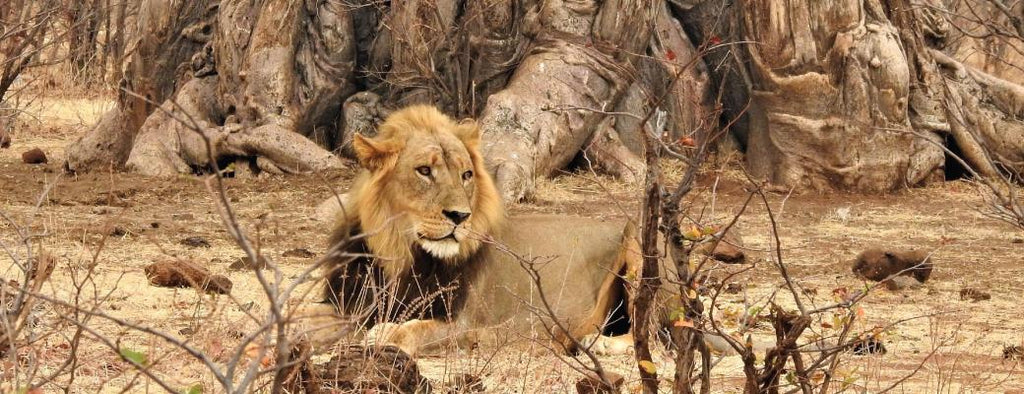 Zimbabwe Day Trip with Charles Brightman gallery image 5
