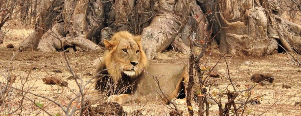 Zimbabwe Day Trip with Charles Brightman gallery image 5