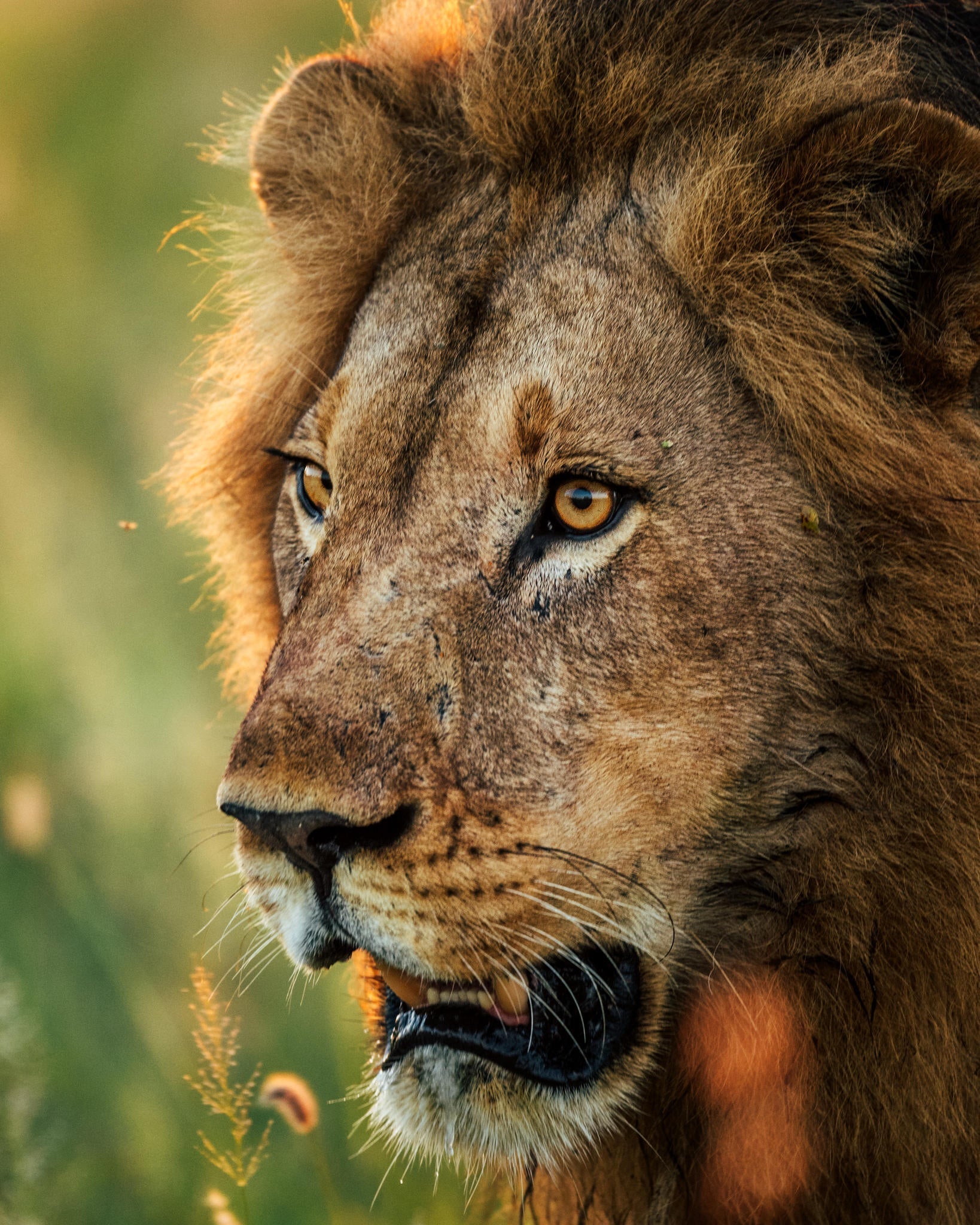 Game Drives  gallery image 3
