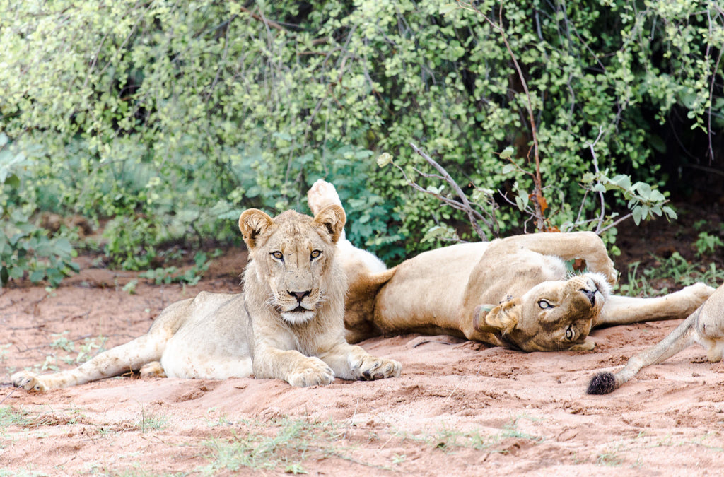 Game Drive gallery image 7