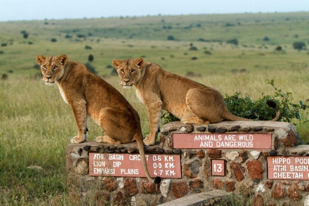 Game Drives gallery image 4