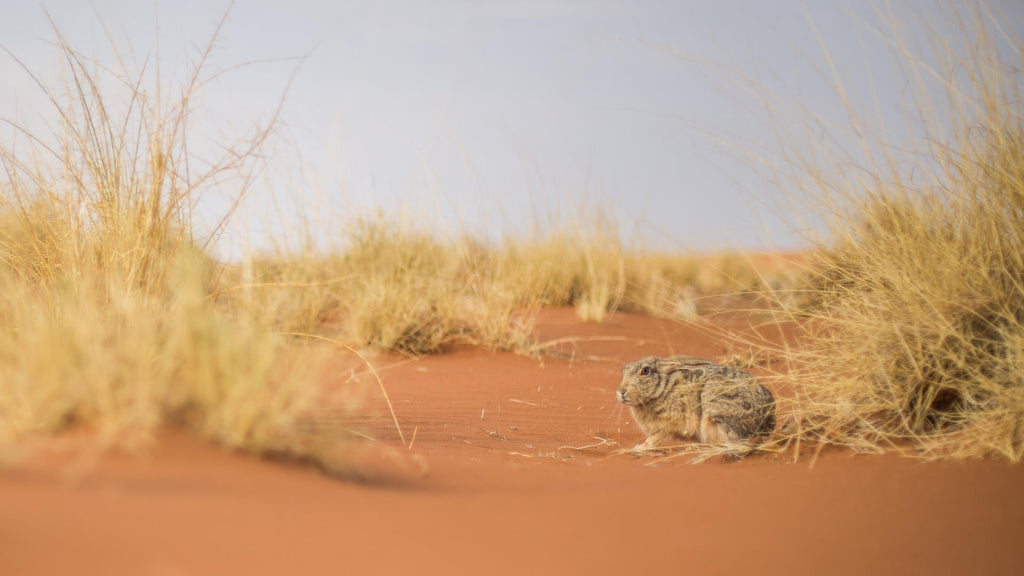 Living Dunes gallery image 2