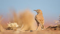 Living Dunes gallery image 1