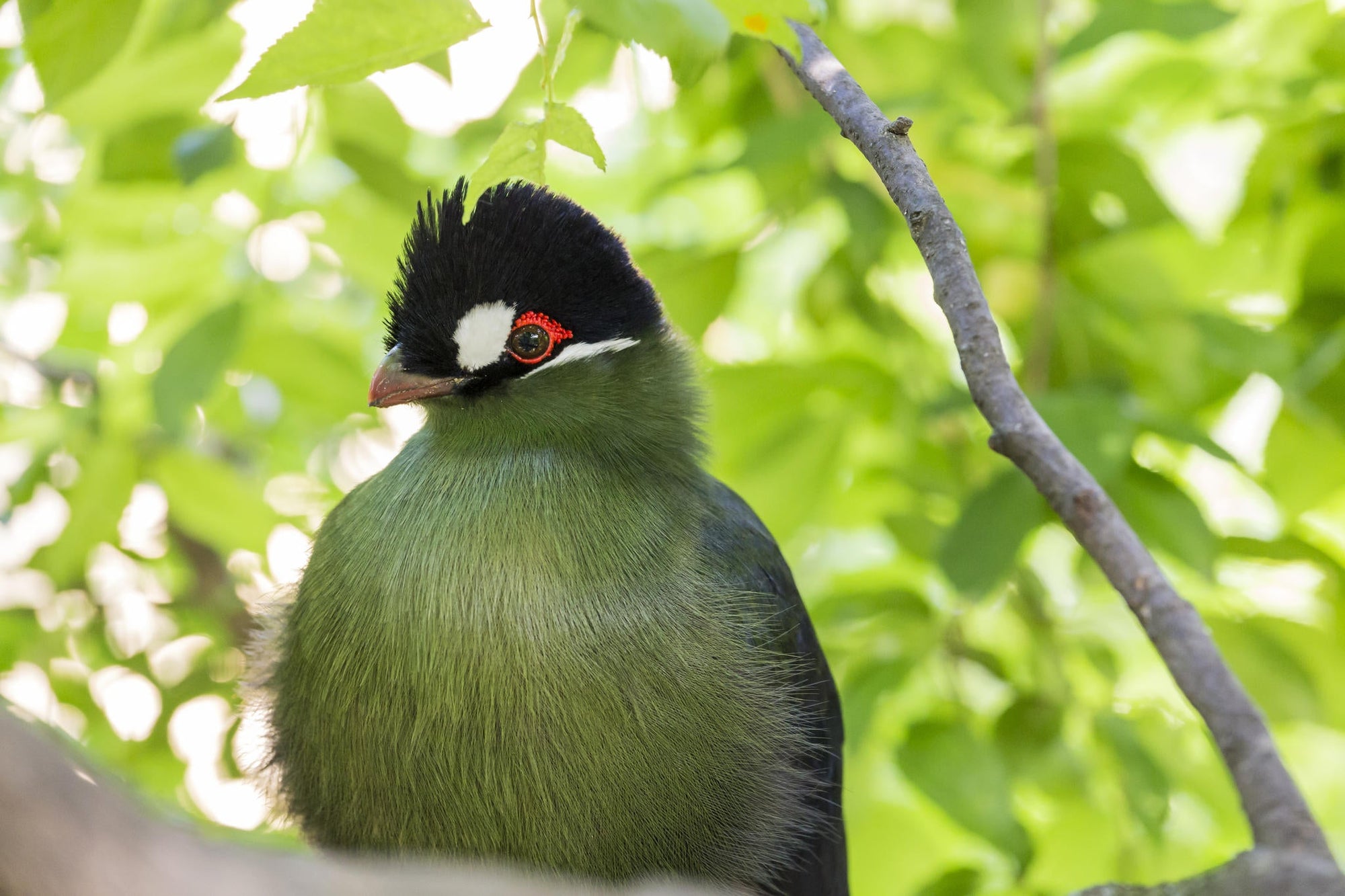 On-site Birding Opportunities (Bush & River) gallery image 4