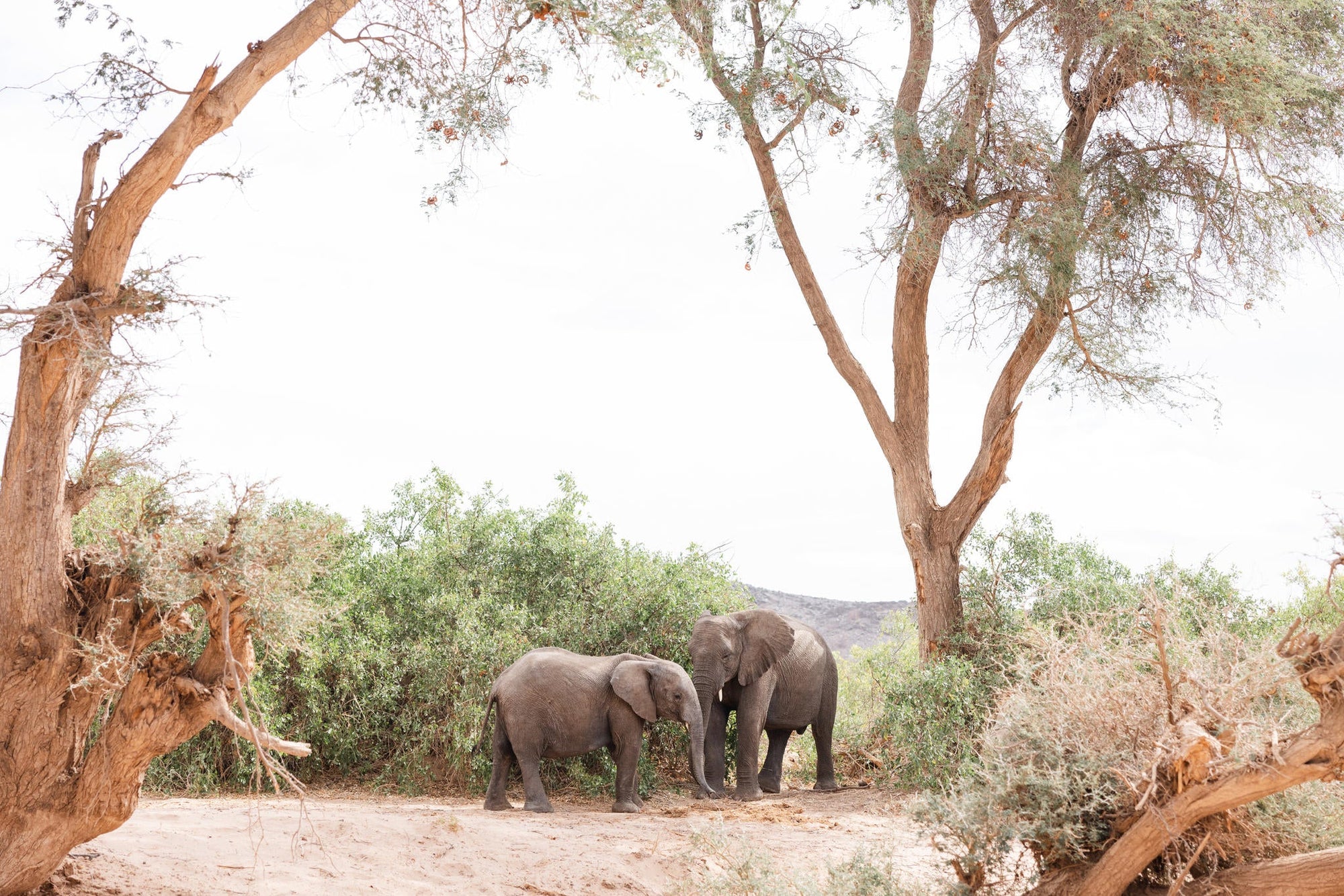 Guided Elephant Experience gallery image 2