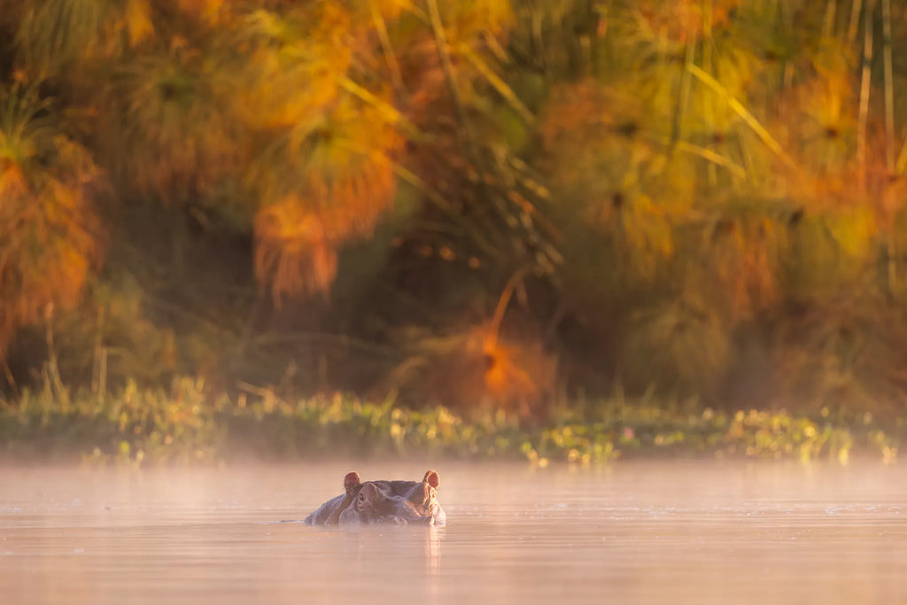 Boat rides on Lake Naivasha at Loldia House, Naivasha, Kenya.