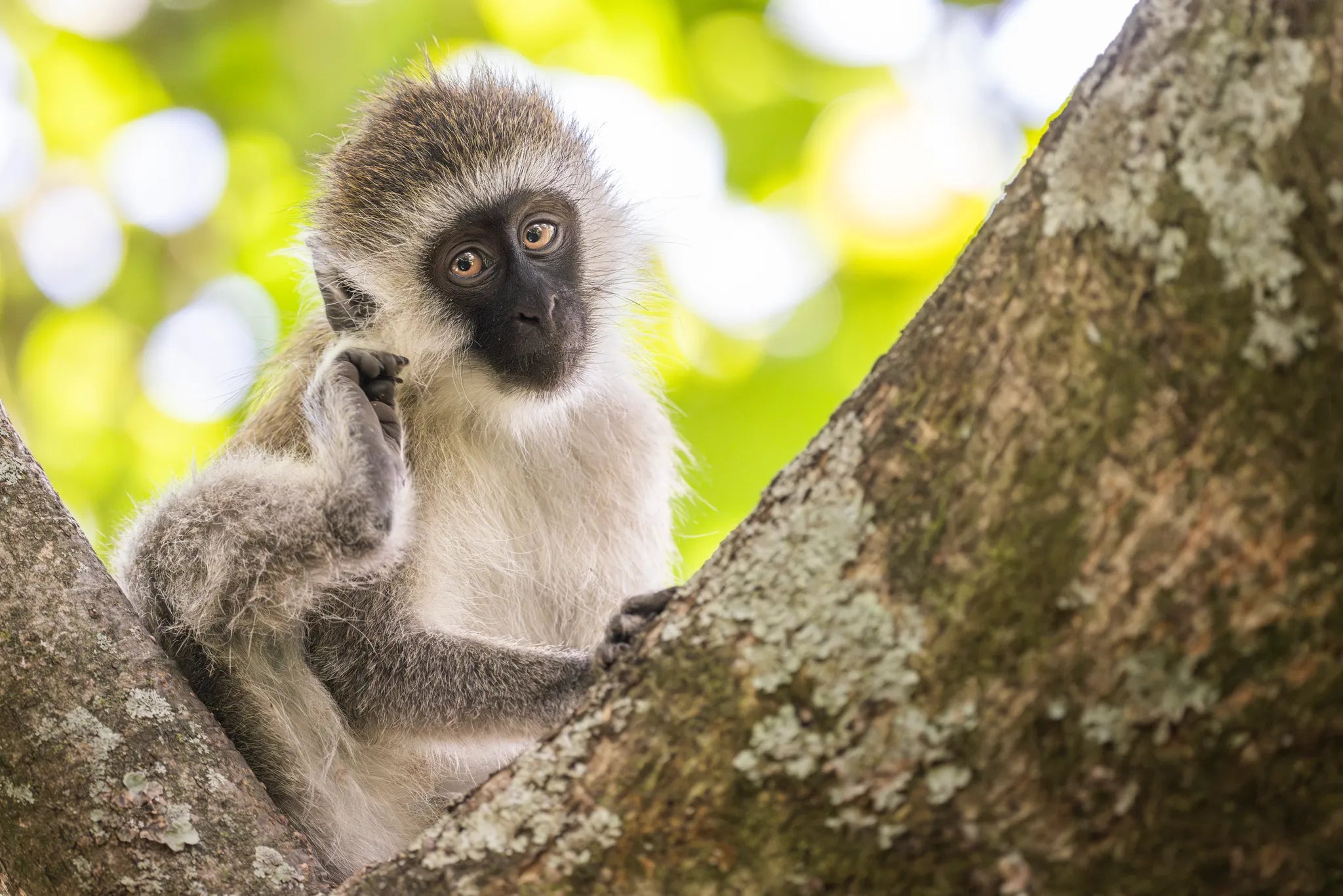 Game drives on Loldia at Loldia House, Naivasha, Kenya.