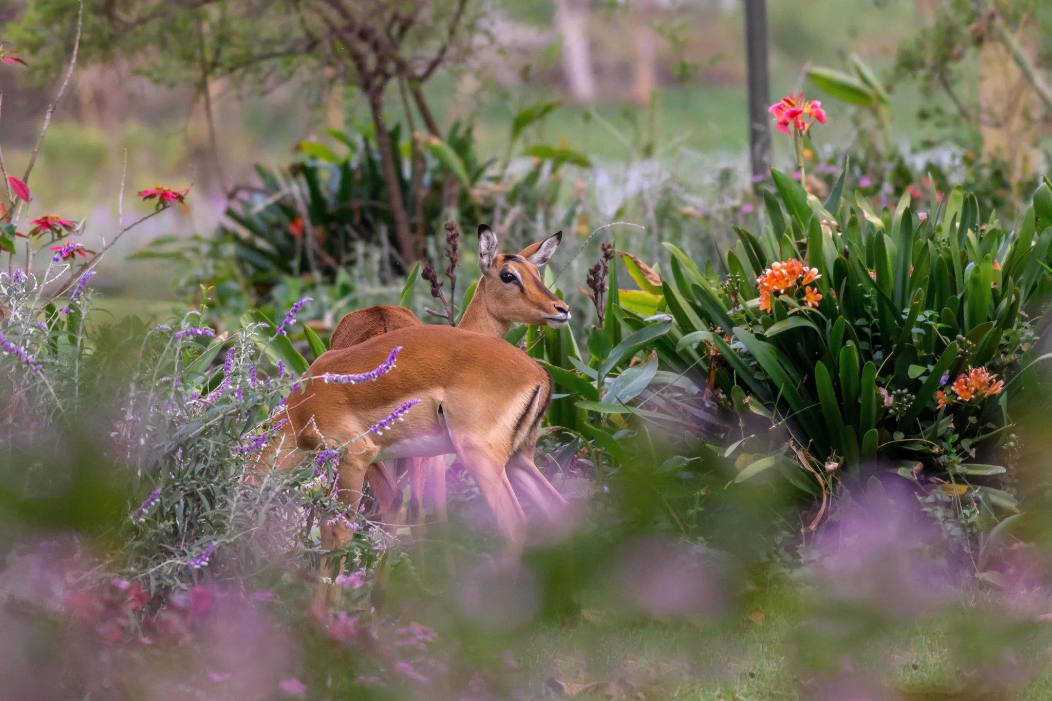 Governors' Loldia House at Loldia House, Naivasha, Kenya.