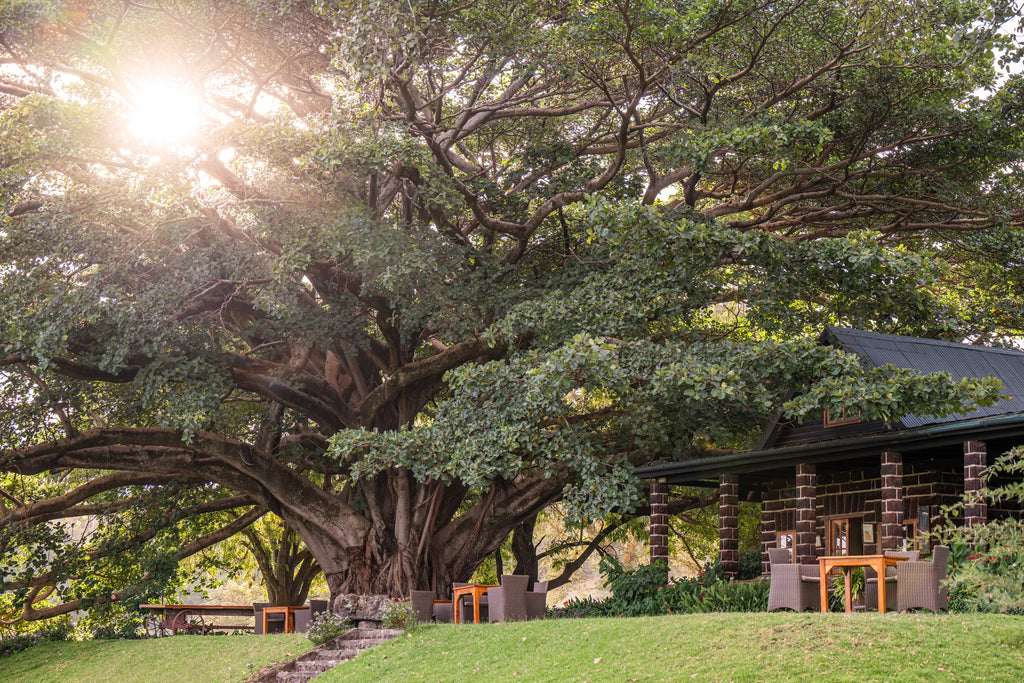 Governors' Loldia House at Loldia House, Naivasha, Kenya.