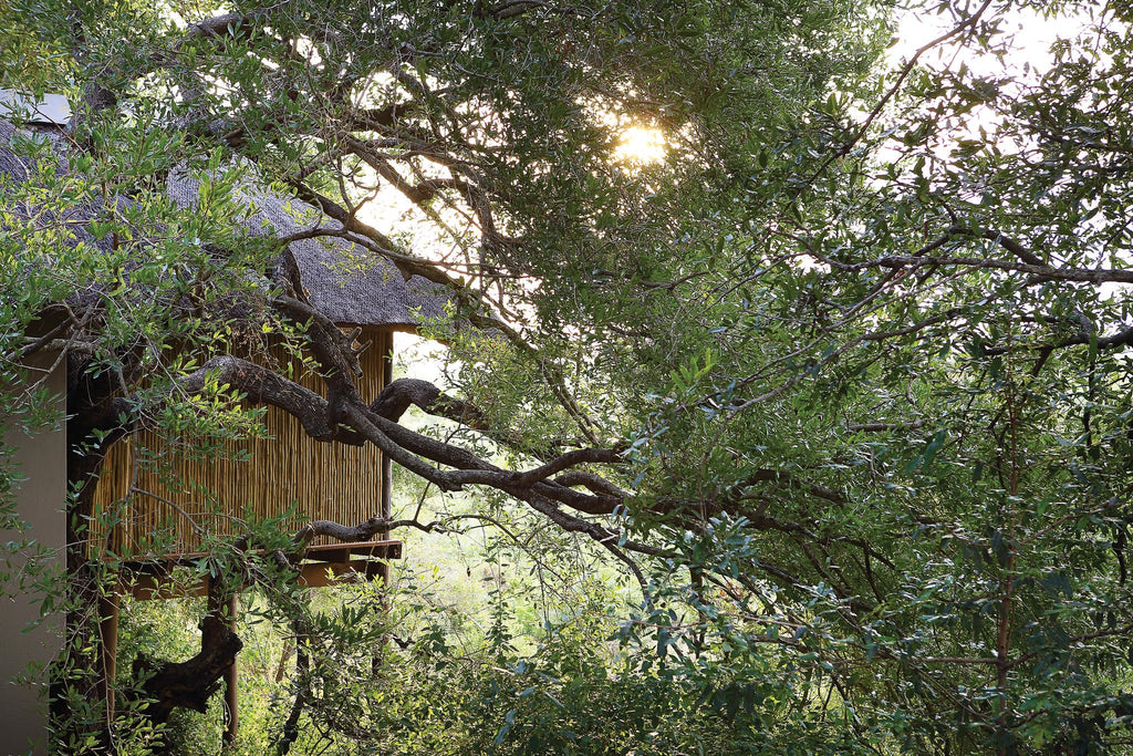 Tree Camp Suites gallery image 5