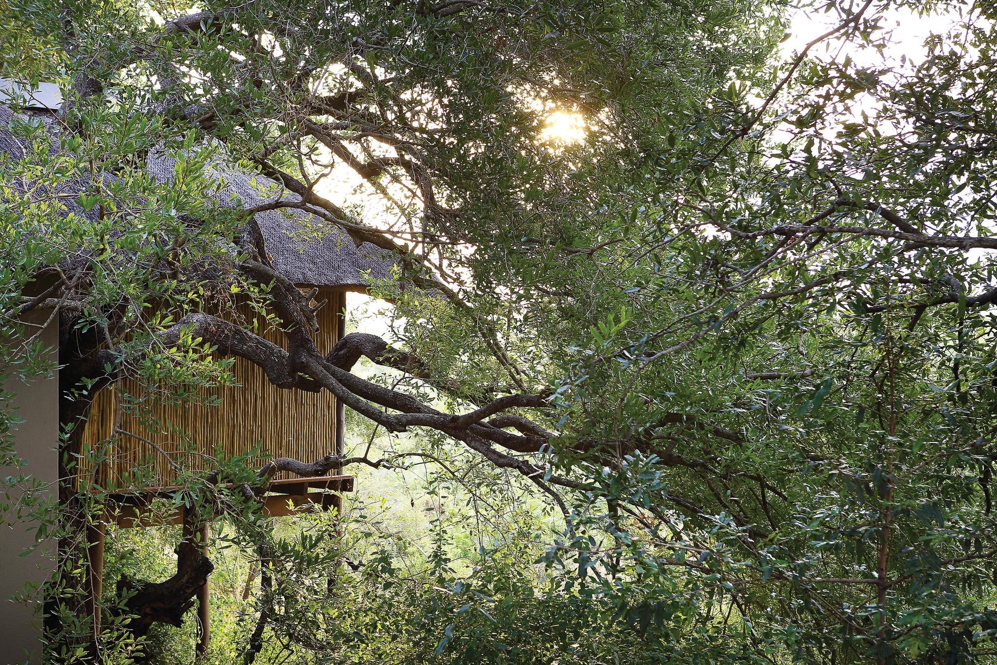 Tree Camp Suites gallery image 5